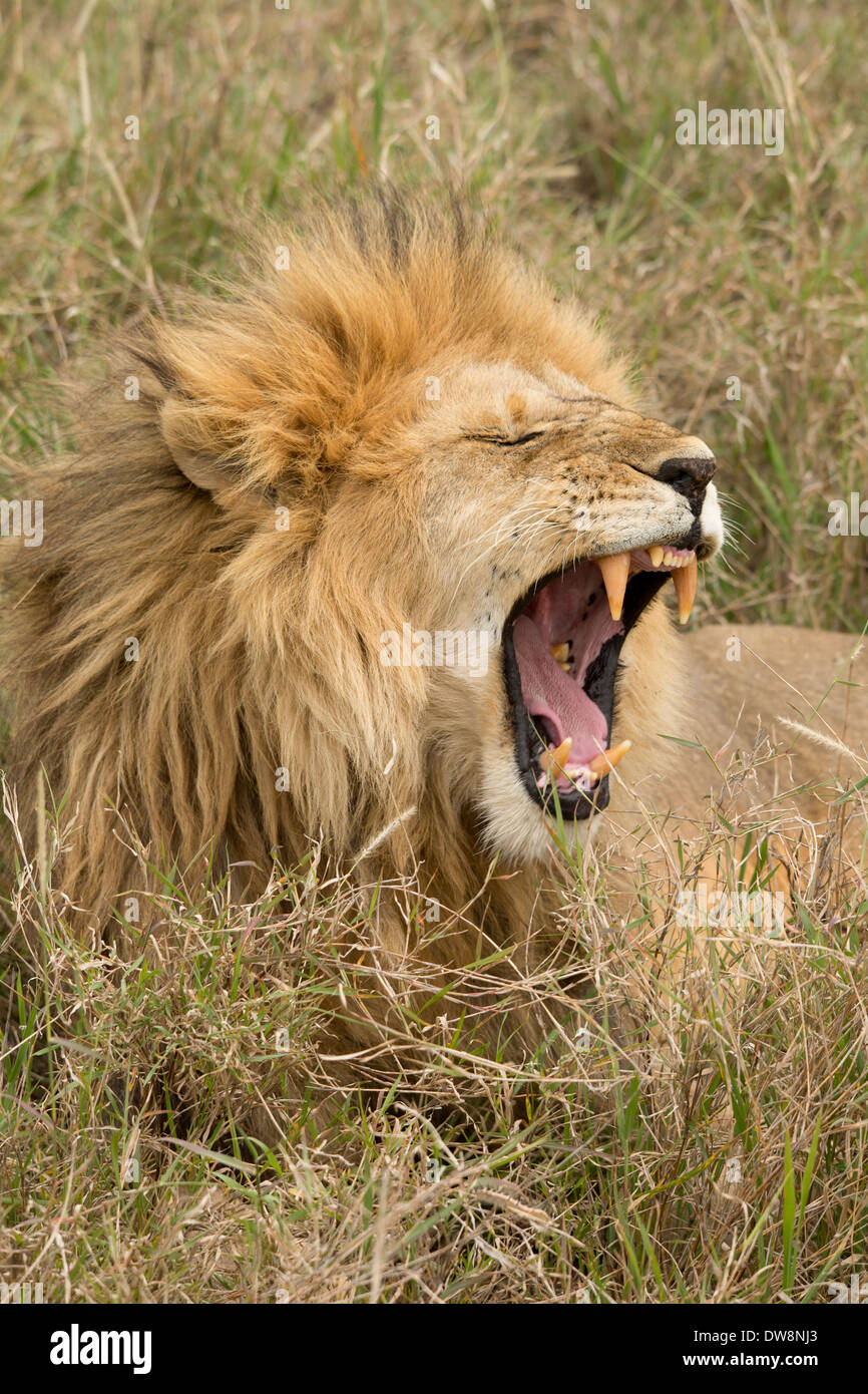 Un lion mâle rugissant dans l'herbe. Banque D'Images