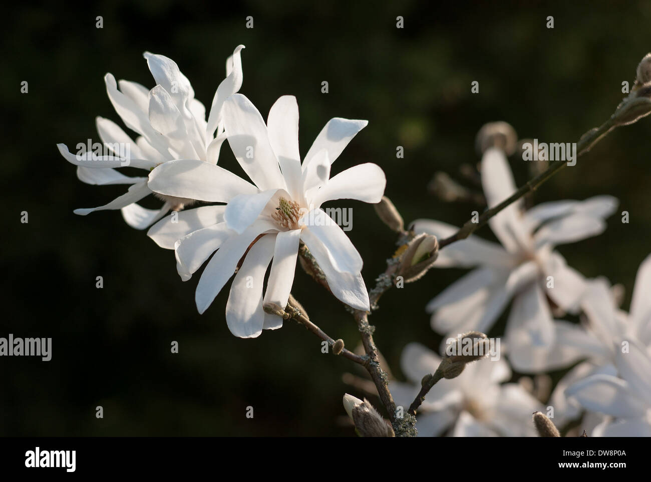 Magnolia stellata en fleur UK Banque D'Images