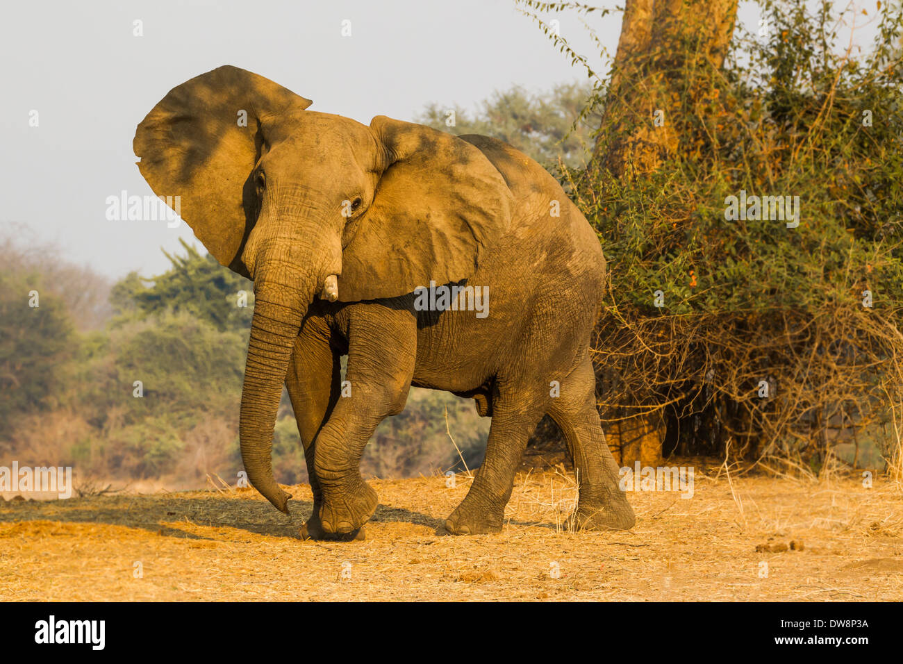 La Zambie, Lower Zambezi National Park, l'éléphant africain (Loxodonta africana) bull hoche la tête Banque D'Images