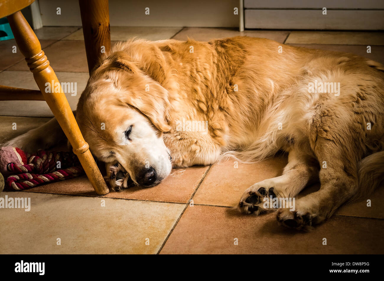 Golden retriever dog dormir sur plancher de la cuisine en UK Banque D'Images