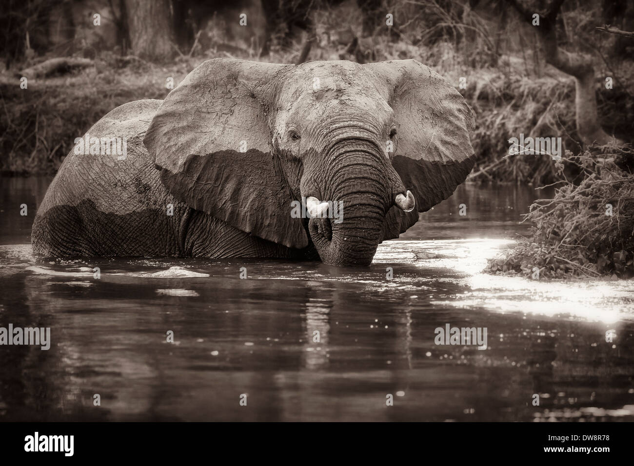 La Zambie, Lower Zambezi National Park, l'éléphant africain (Loxodonta africana) bull pataugeant dans l'eau peu profonde du Zambèze Banque D'Images