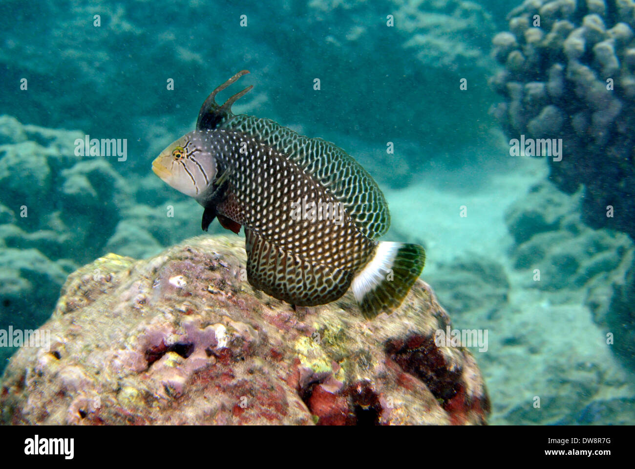 Rockmover Novaculichthys taeniourus, napoléons, Hanauma Bay Marine Préserver, Oahu, Hawaii, USA Banque D'Images