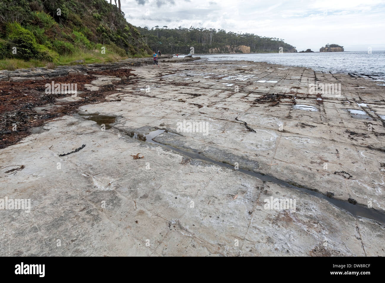 Formation de moules, chaussée à facettes - plate-forme marine en pierre à soie fissurée près d'Eaglehawk Neck, Port Arthur, Tasmanie, Australie Banque D'Images