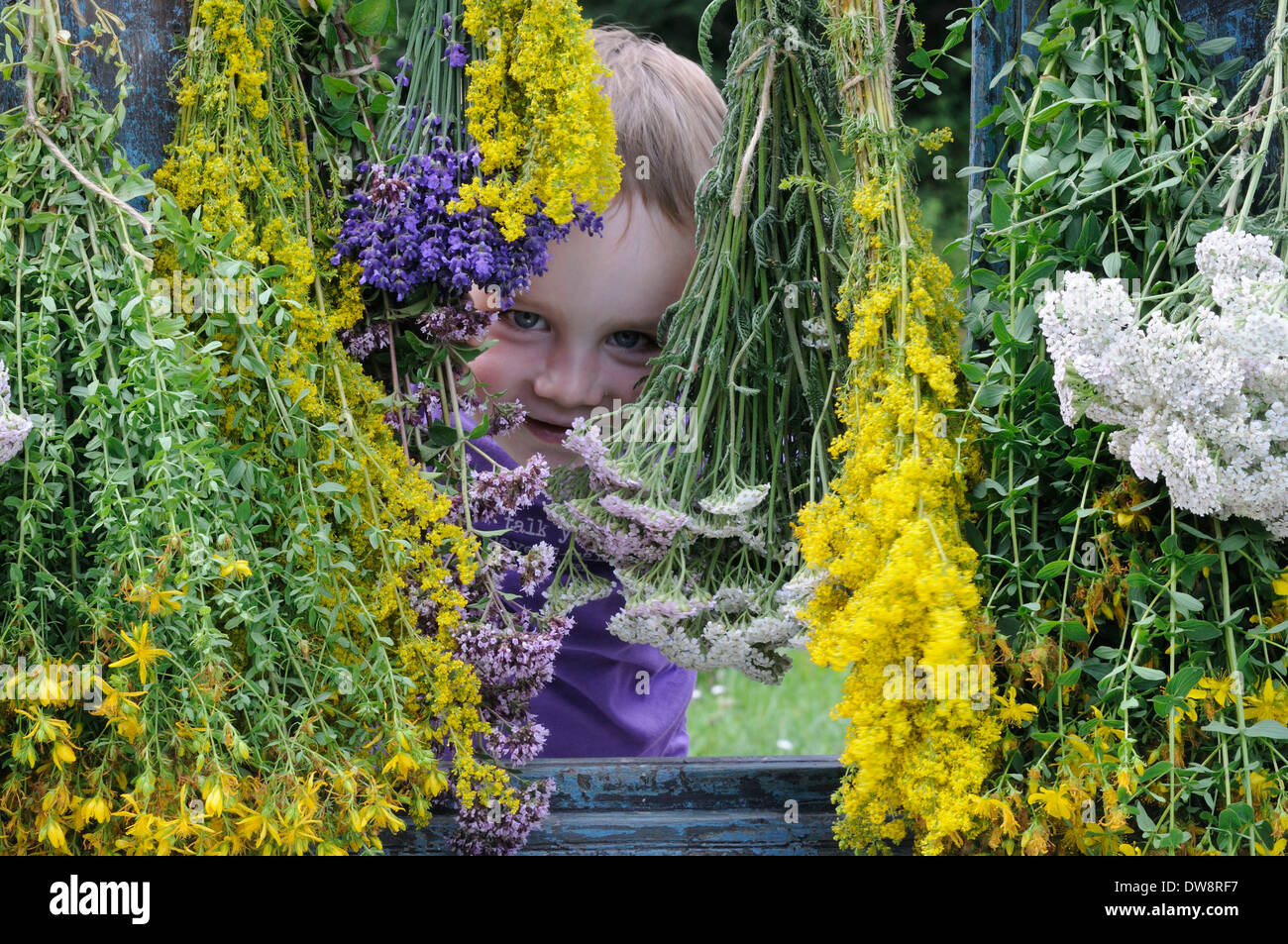 Séchage des herbes Banque D'Images