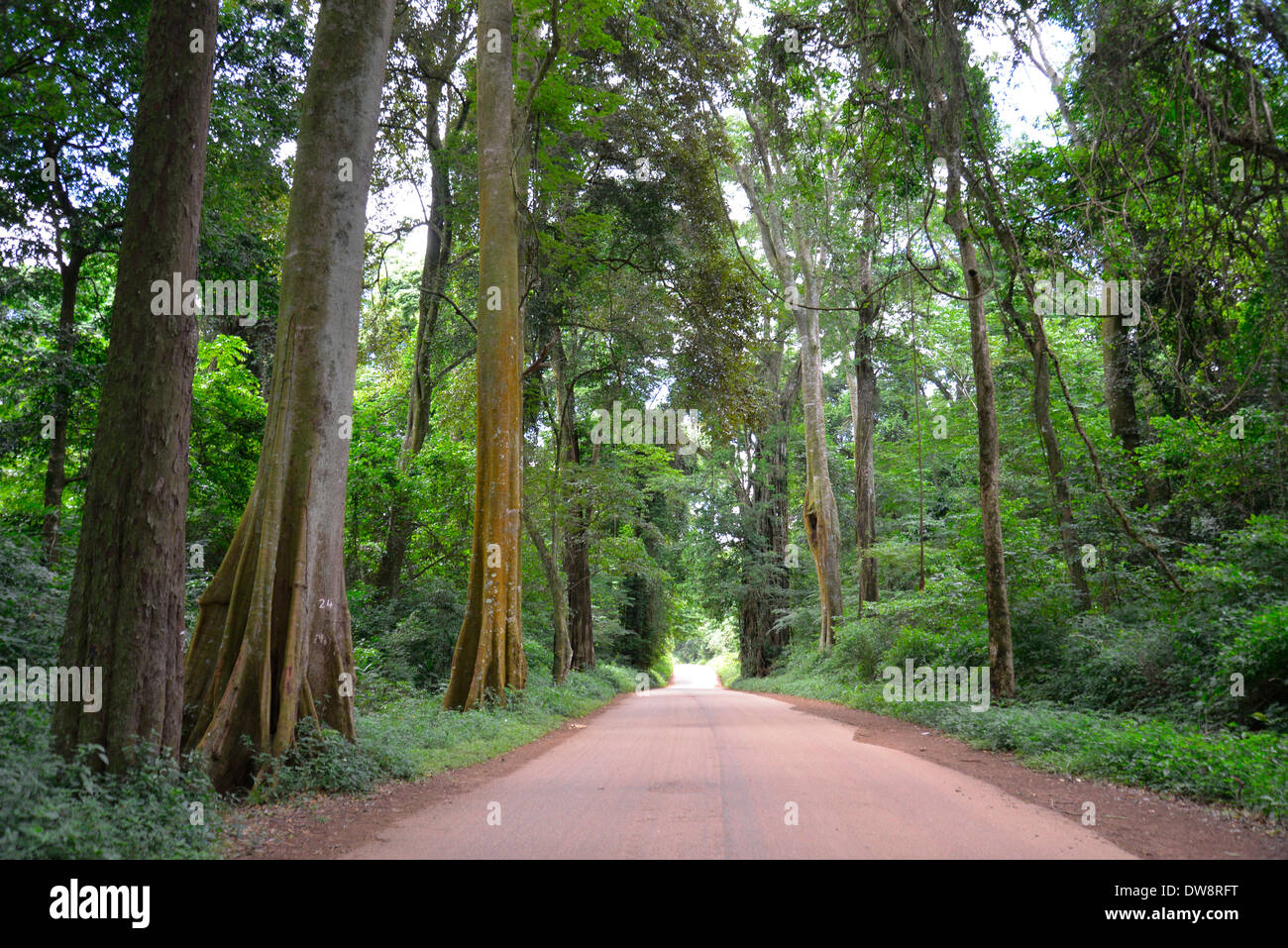 Mont Selinda Afro-forêt de montagne dans la région de eastern highlands du Zimbabwe en Afrique centrale. Banque D'Images