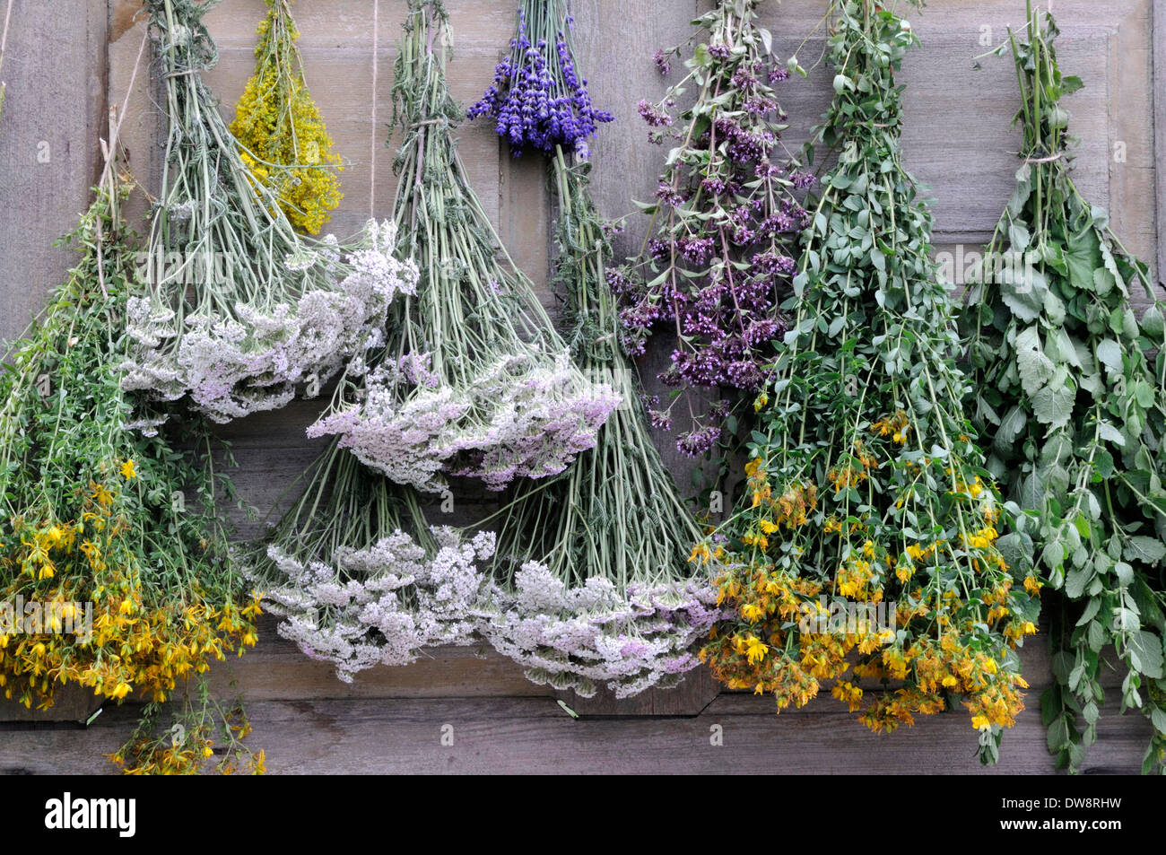 Séchage des herbes Banque D'Images