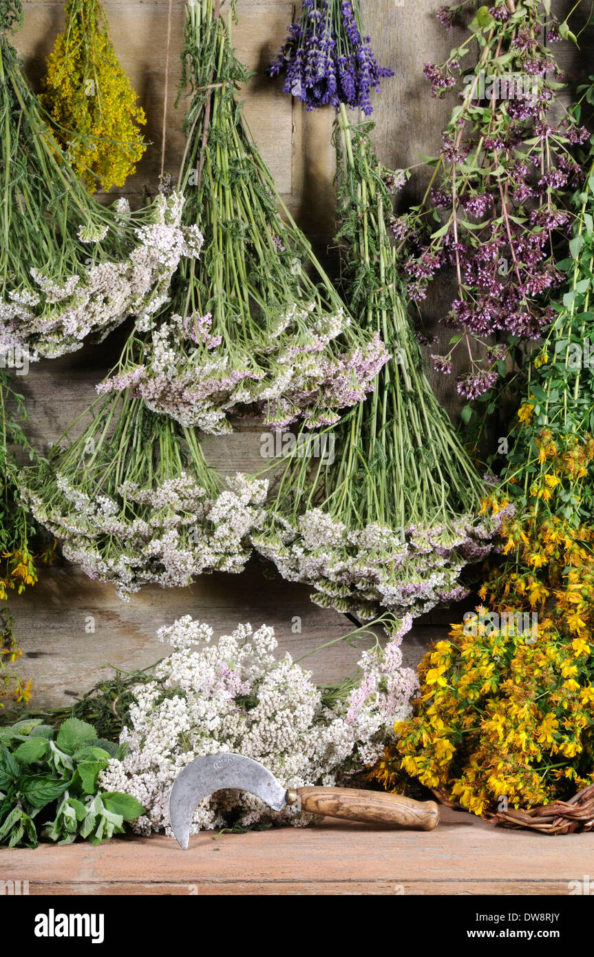 Séchage des herbes Banque D'Images