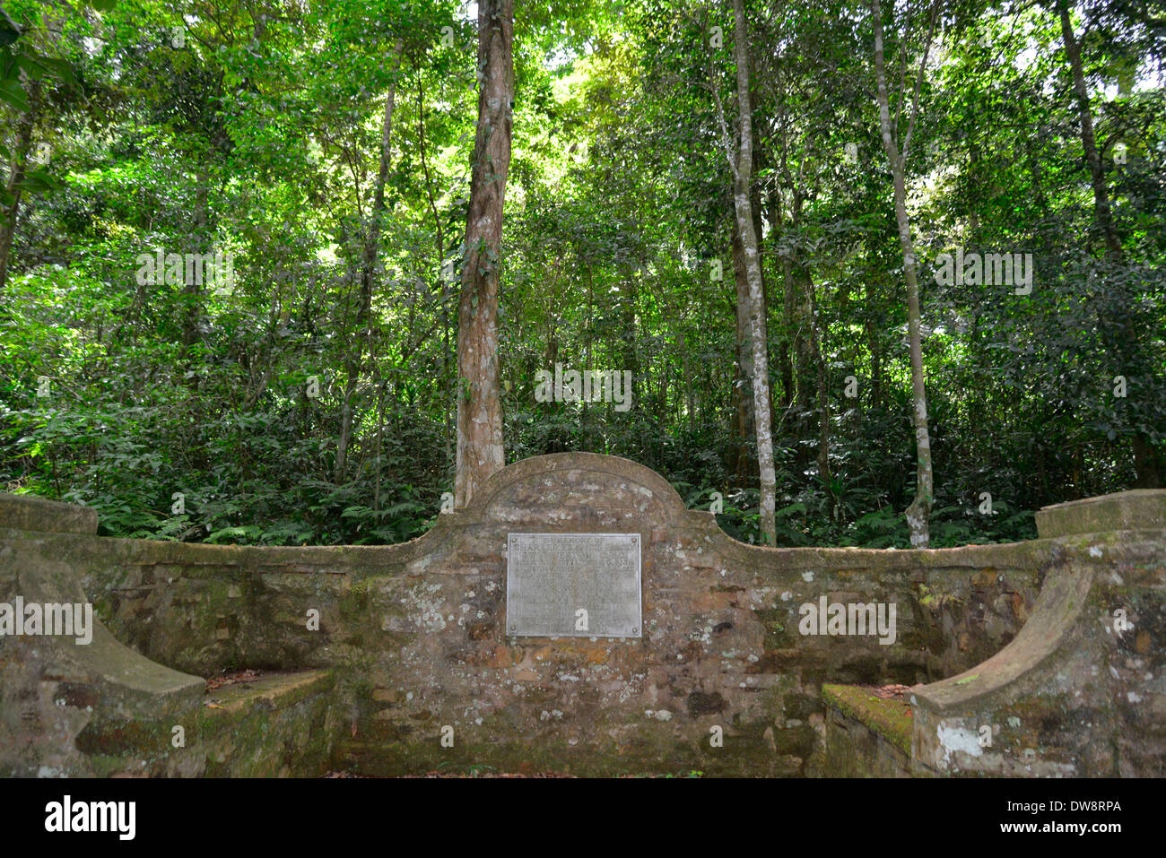 Mont Selinda Afro-forêt de montagne dans la région de eastern highlands du Zimbabwe en Afrique centrale. Banque D'Images