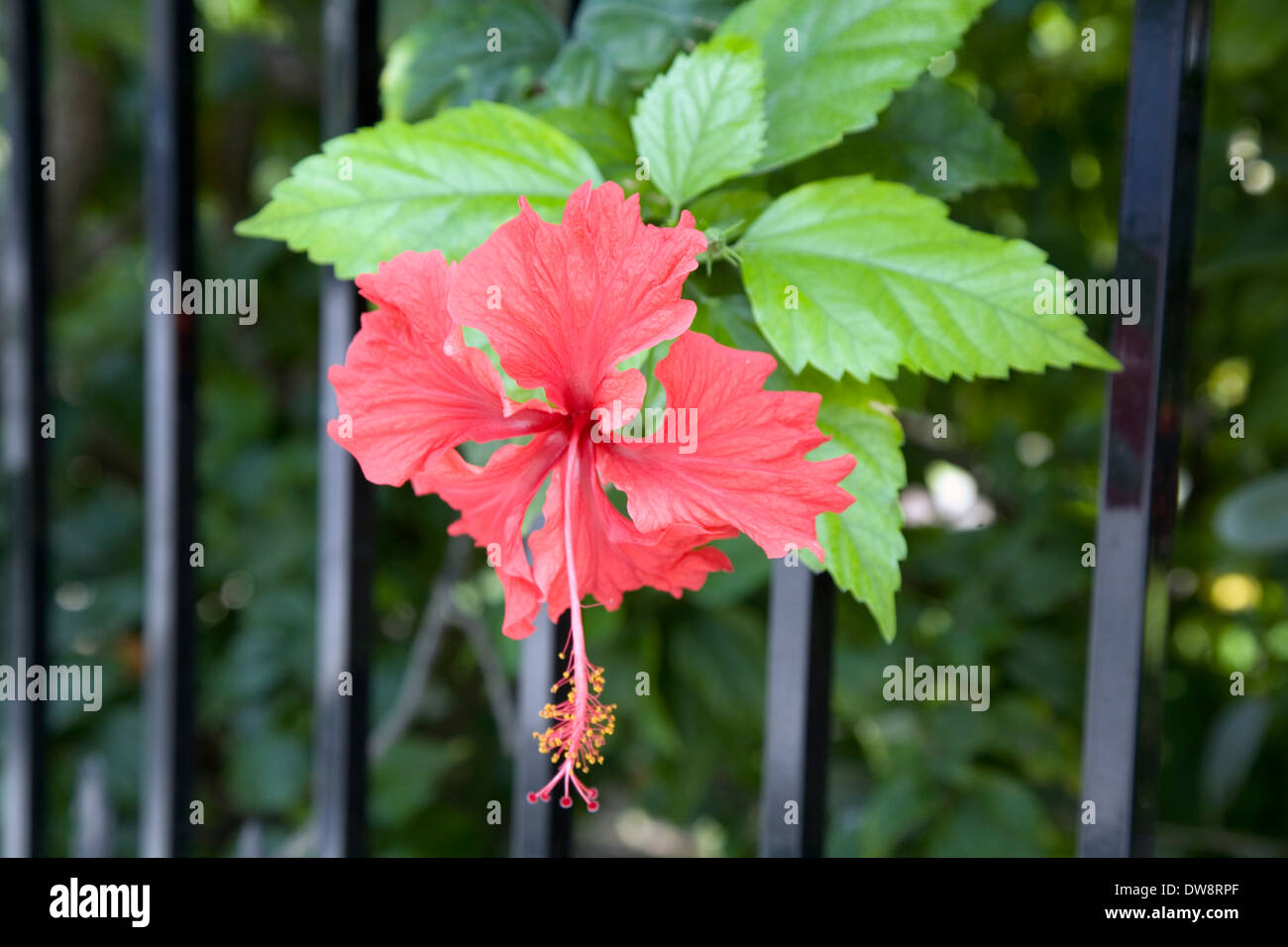 Hibiscus sont parmi les fleurs tropicales ornant les chantiers de Key West, Floride, USA Banque D'Images