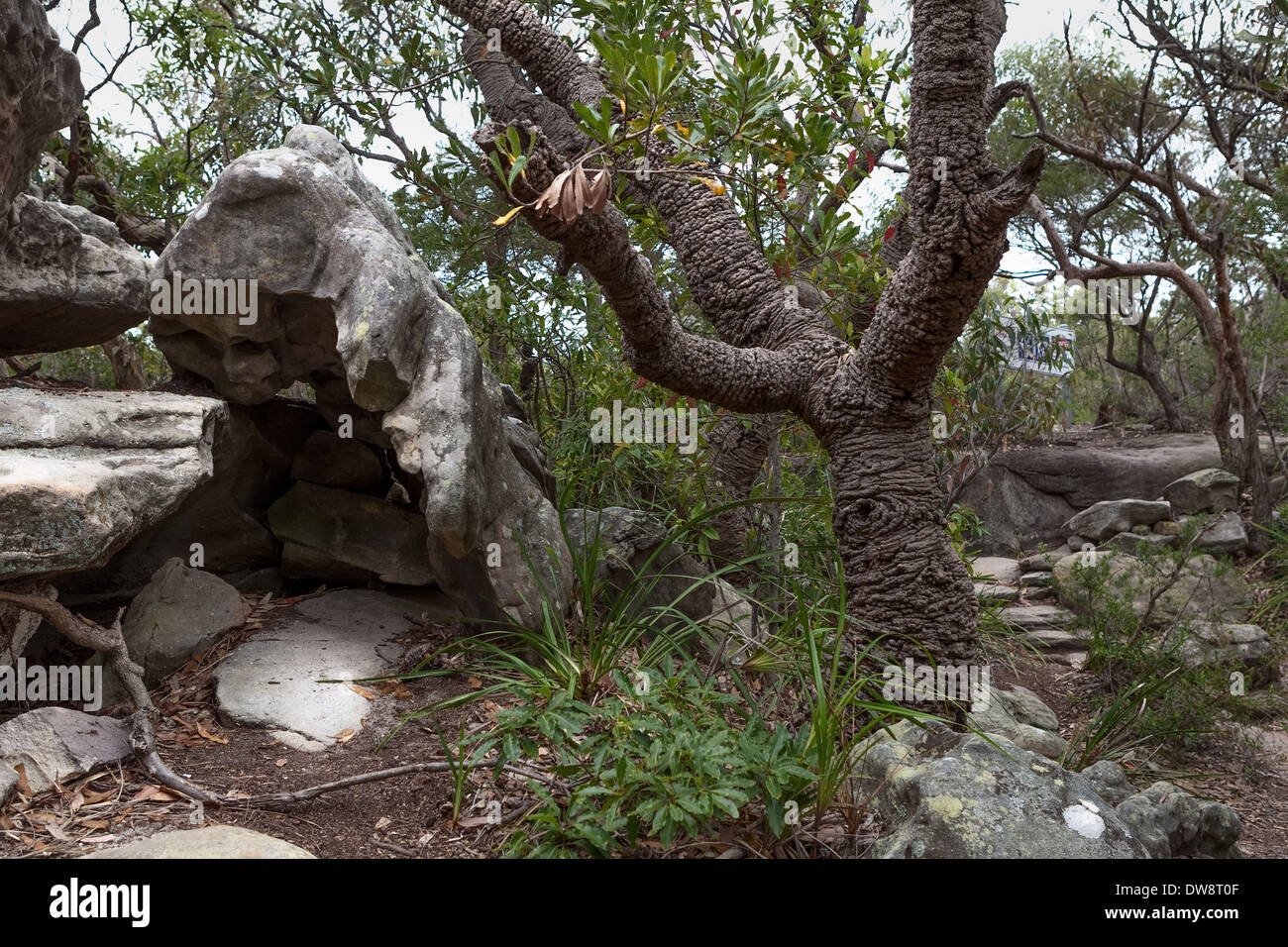 Parc national du port de Sydney, Manly, Australie Banque D'Images