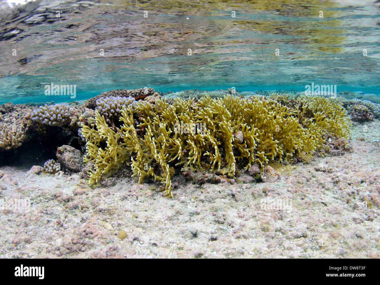 Fire coral, Millepora sp., dans les eaux peu profondes de Nukuifala, îlots, Uvea Wallis et Futuna, Pacifique Sud Banque D'Images