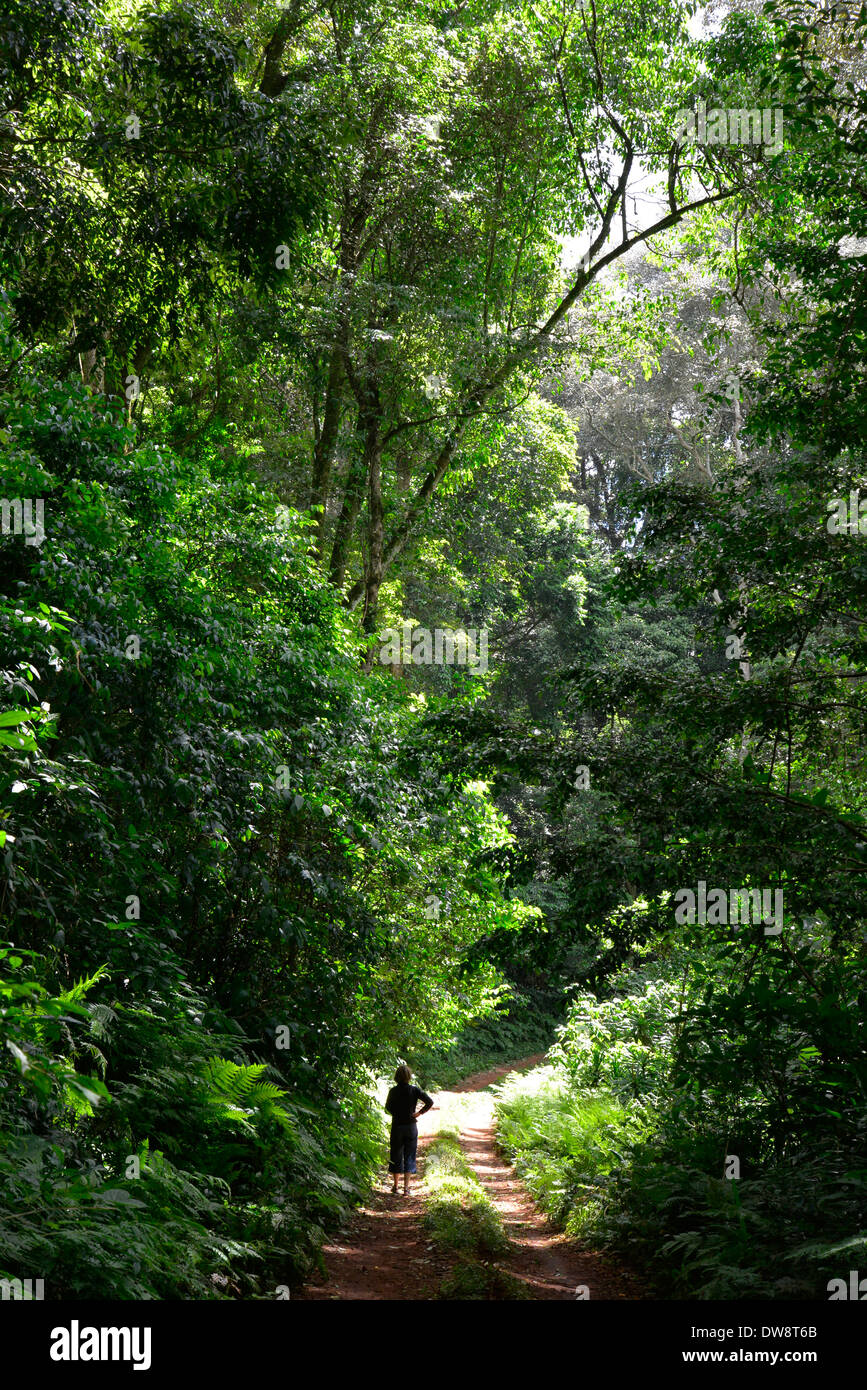 Mont Selinda Afro-forêt de montagne dans la région de eastern highlands du Zimbabwe en Afrique centrale. Banque D'Images