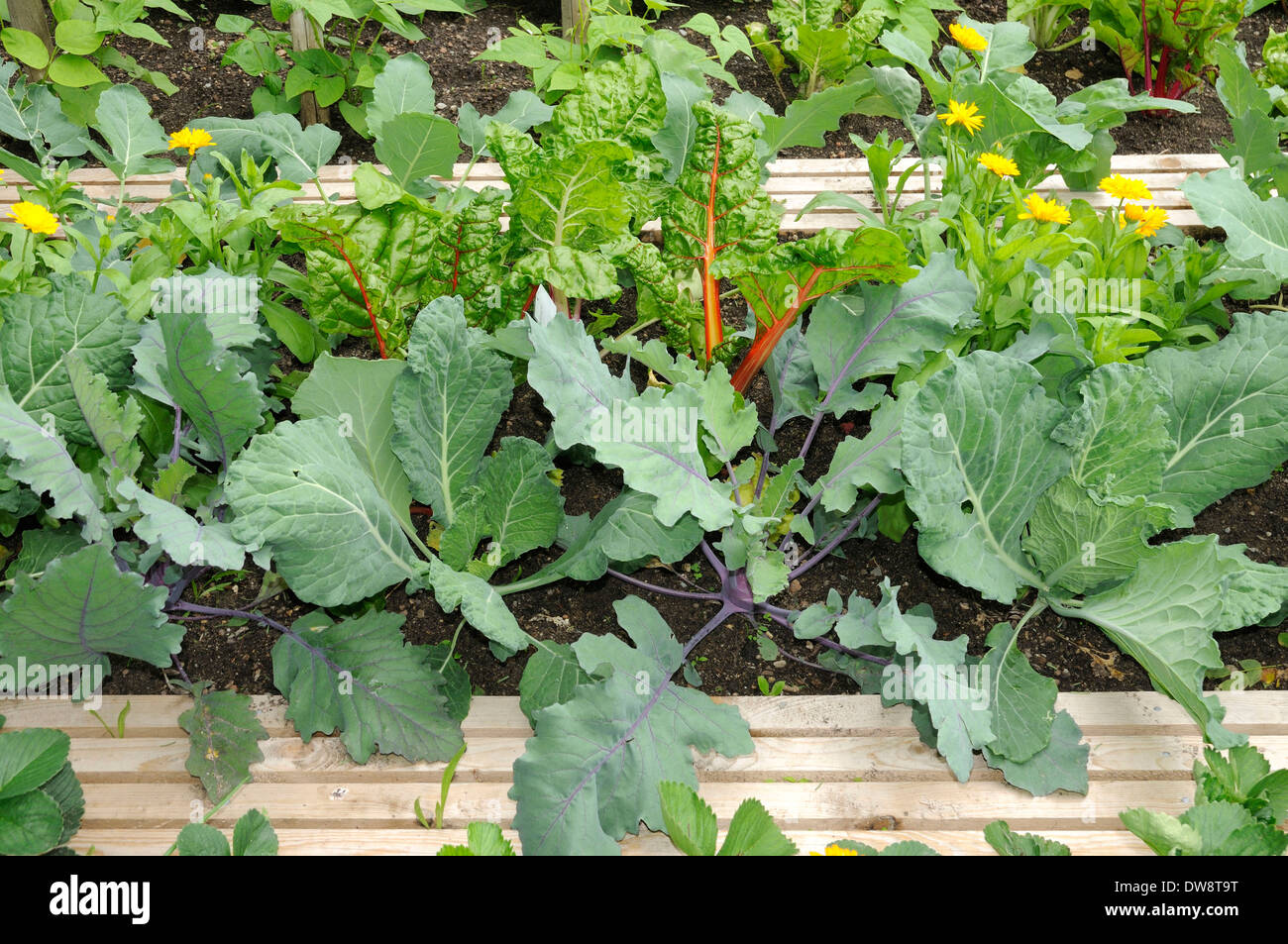 Lit de légumes Banque D'Images