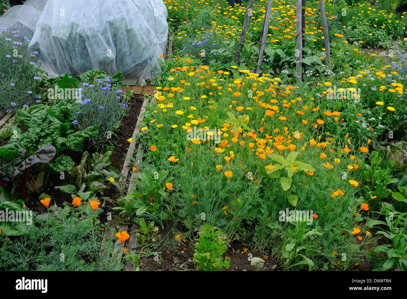 Jardin de légumes Banque D'Images