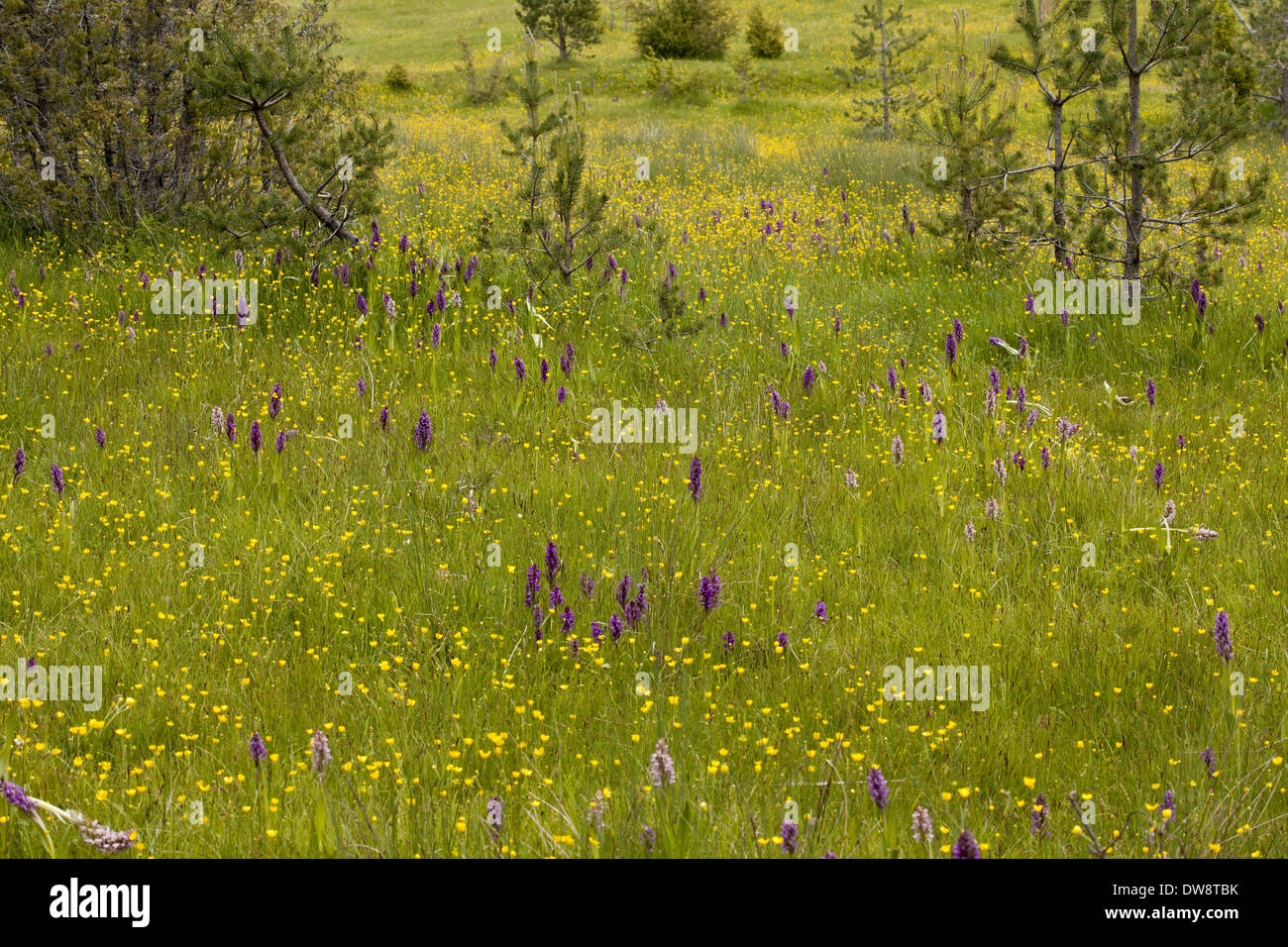 Début Marsh Orchid (Dactylorhiza incarnata) deux couleurs différentes formes de plus en plus de masse de floraison dans l'habitat de prairie humide avec Banque D'Images