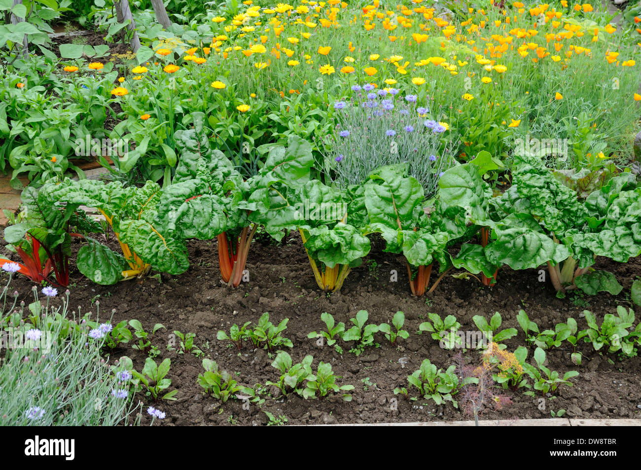 Jardin de légumes Banque D'Images