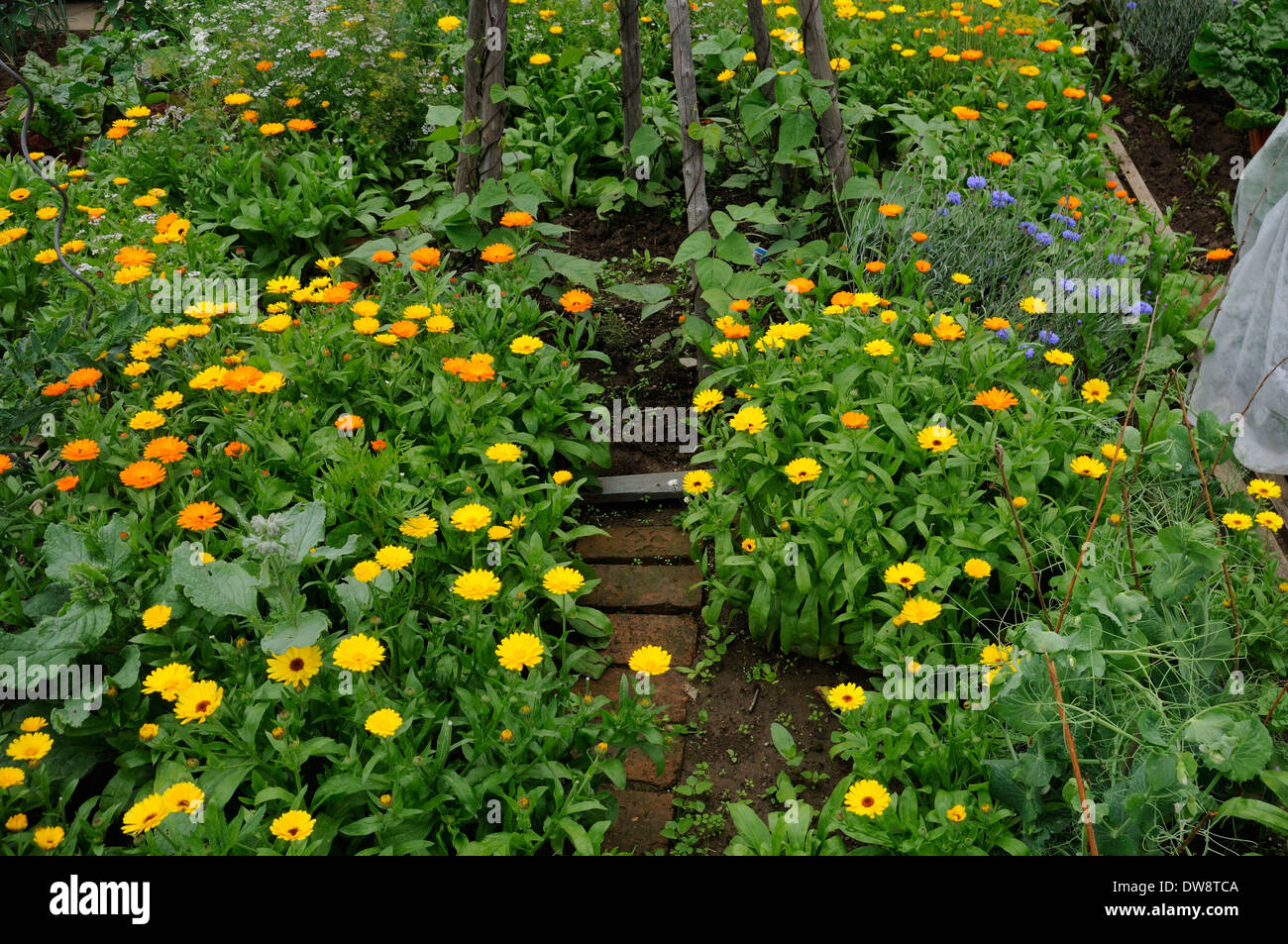 Jardin de légumes Banque D'Images