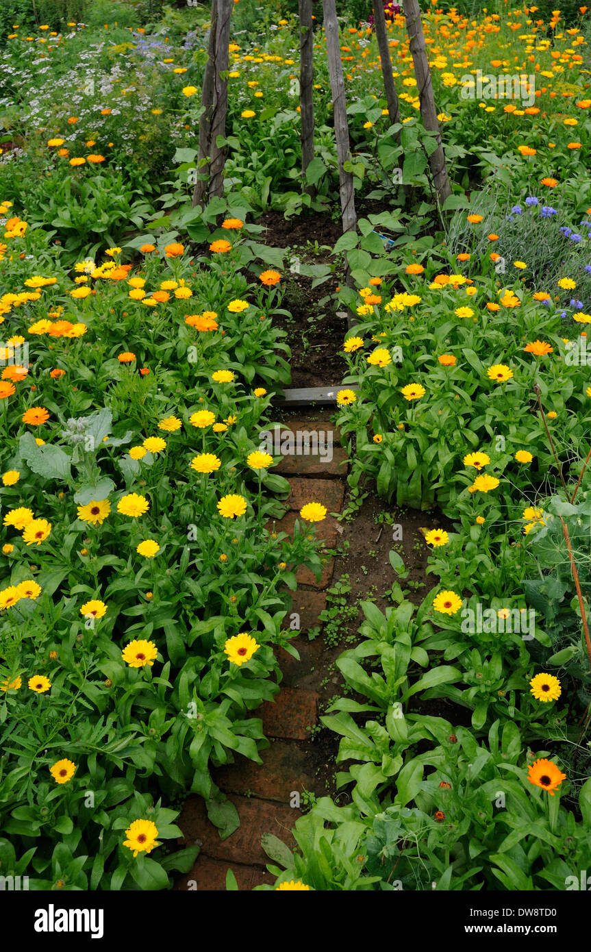 Jardin de légumes Banque D'Images