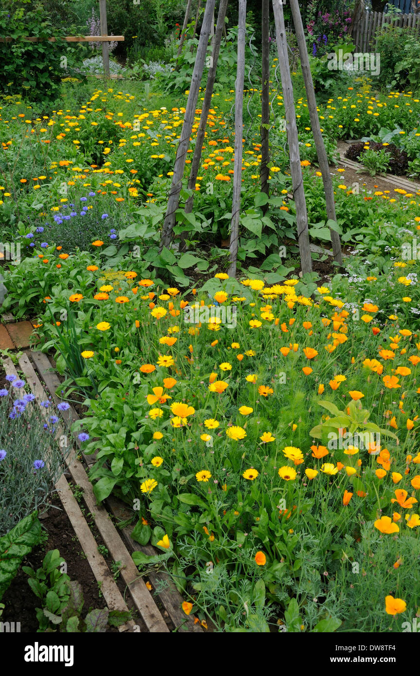 Jardin de légumes Banque D'Images
