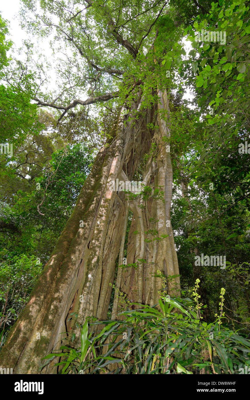 Mont Selinda Afro-forêt de montagne dans la région de eastern highlands du Zimbabwe en Afrique centrale. Banque D'Images