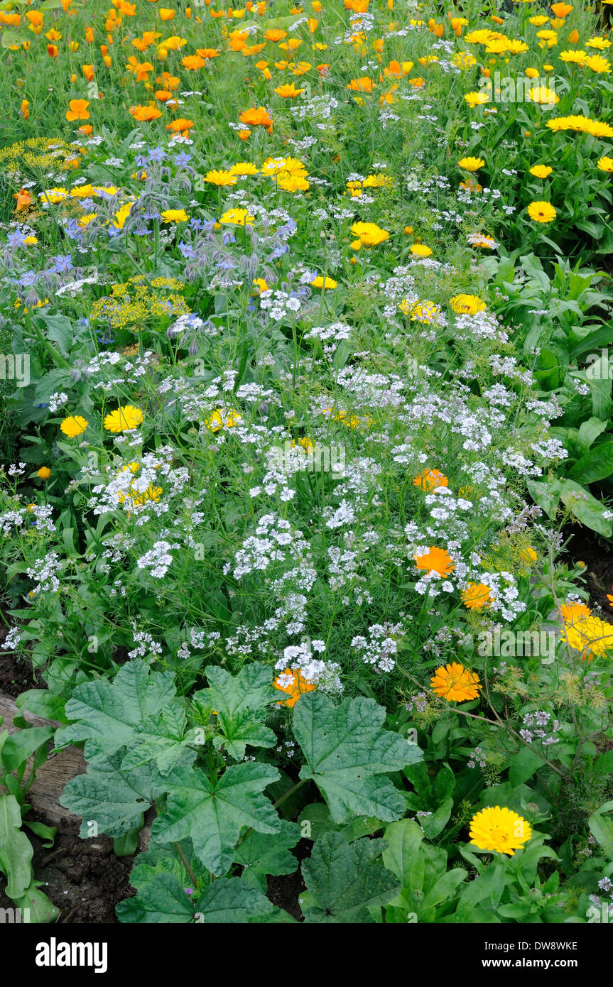 Jardin de légumes Banque D'Images