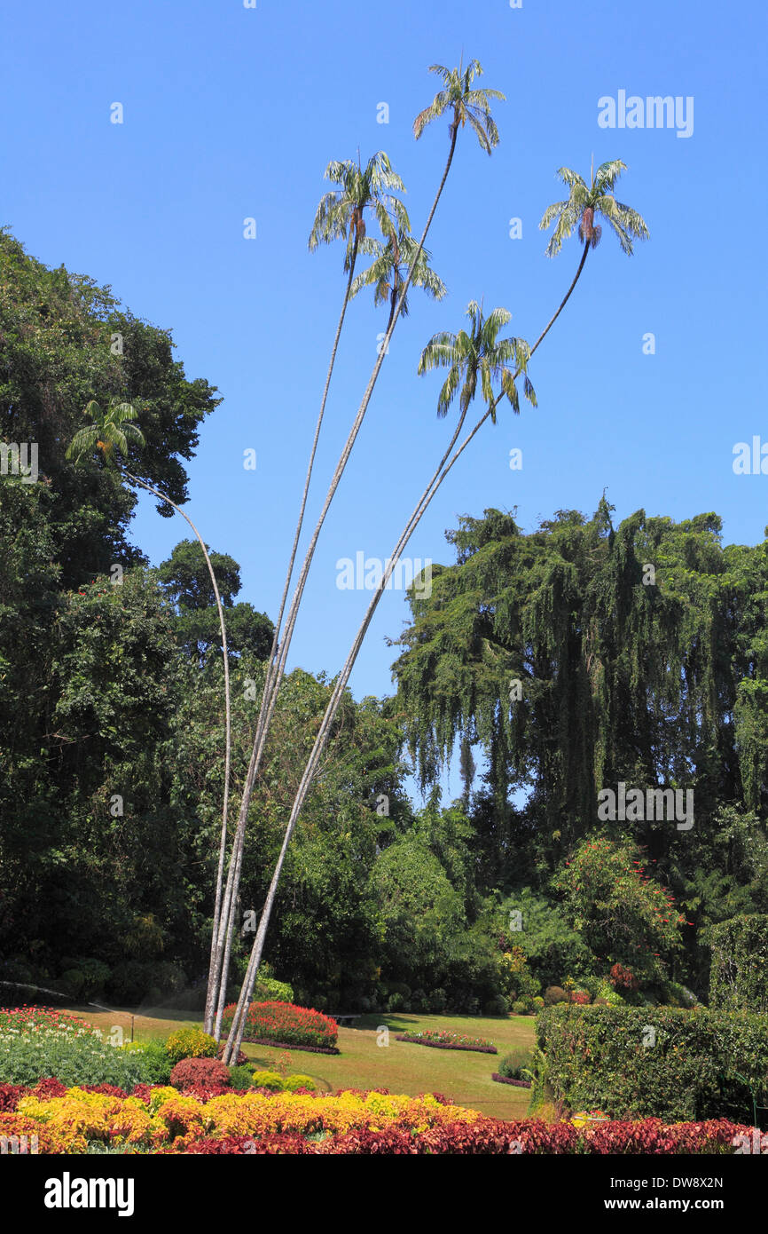 Sri Lanka, Kandy, Peradeniya Botanical Gardens, Banque D'Images