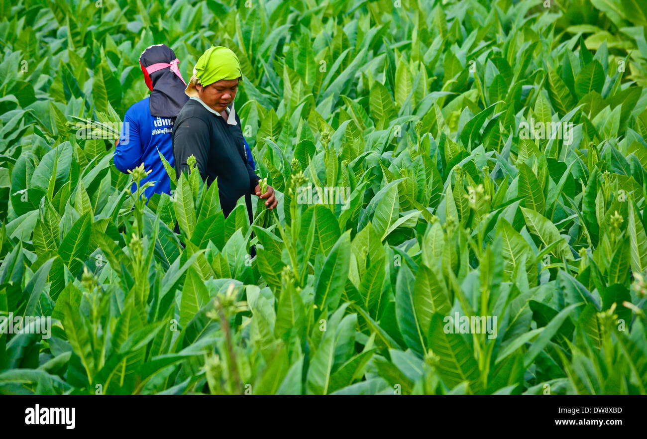 Les feuilles de tabac havest travailleurs en Thaïlande Banque D'Images
