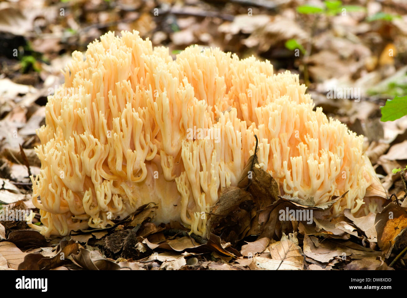 Corail champignon Banque D'Images