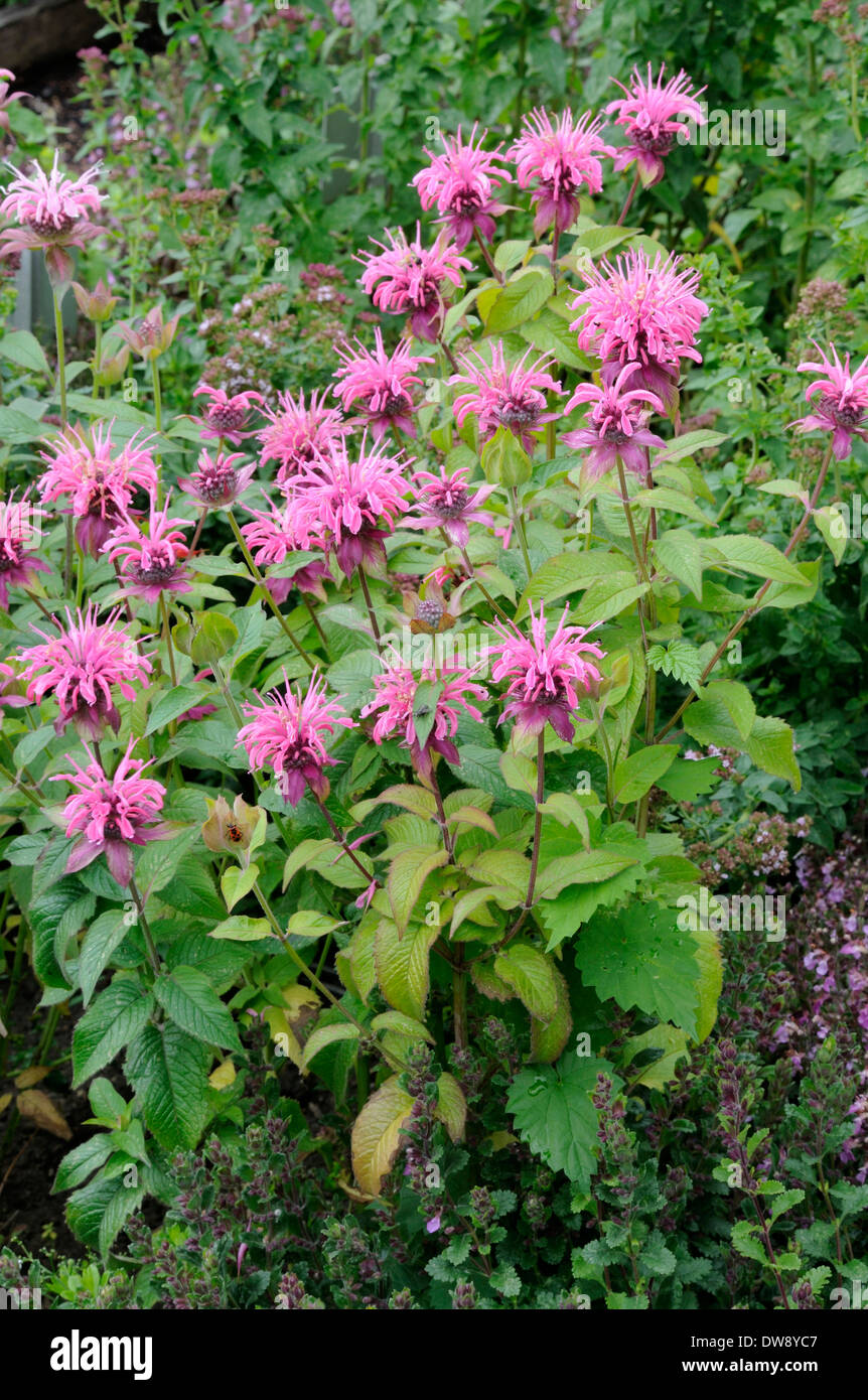 Beebalm Banque D'Images