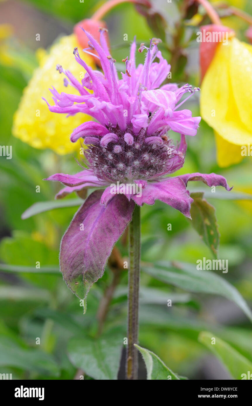 Beebalm Banque D'Images