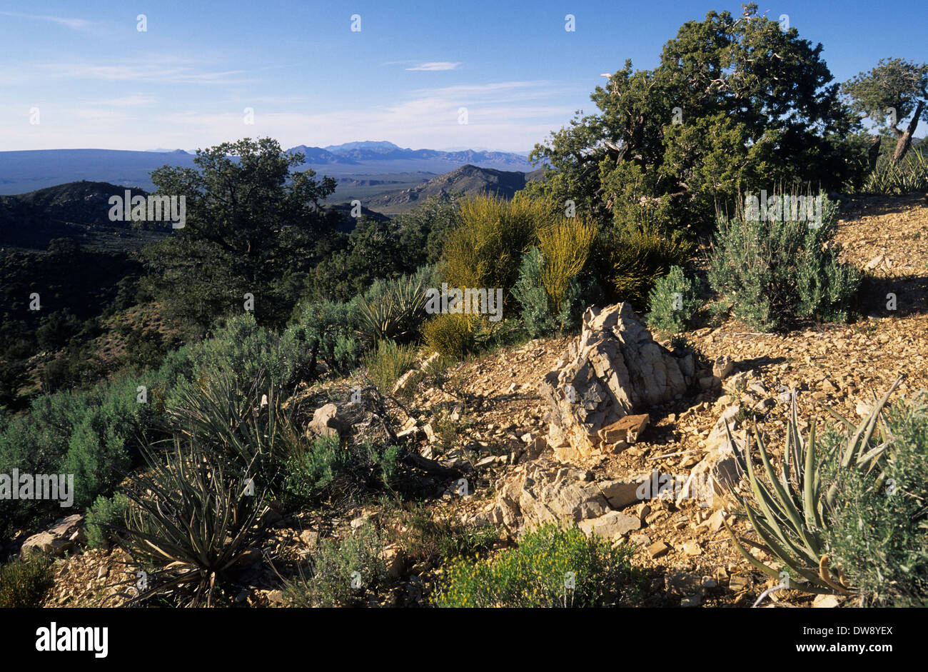 Elk248-2811 Californie, Mojave National Preserve, Midhills, vue de la Cima Dome Banque D'Images