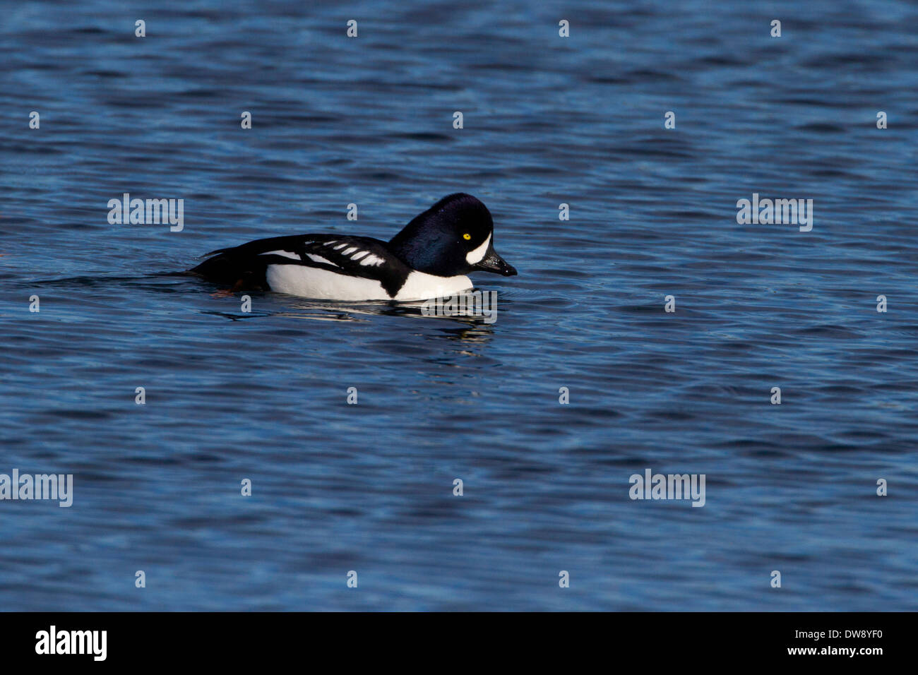 Garrot d'Islande (Bucephala islandica) mâle sur l'océan au cou Point, Nanaimo, île de Vancouver, BC, Canada en février Banque D'Images