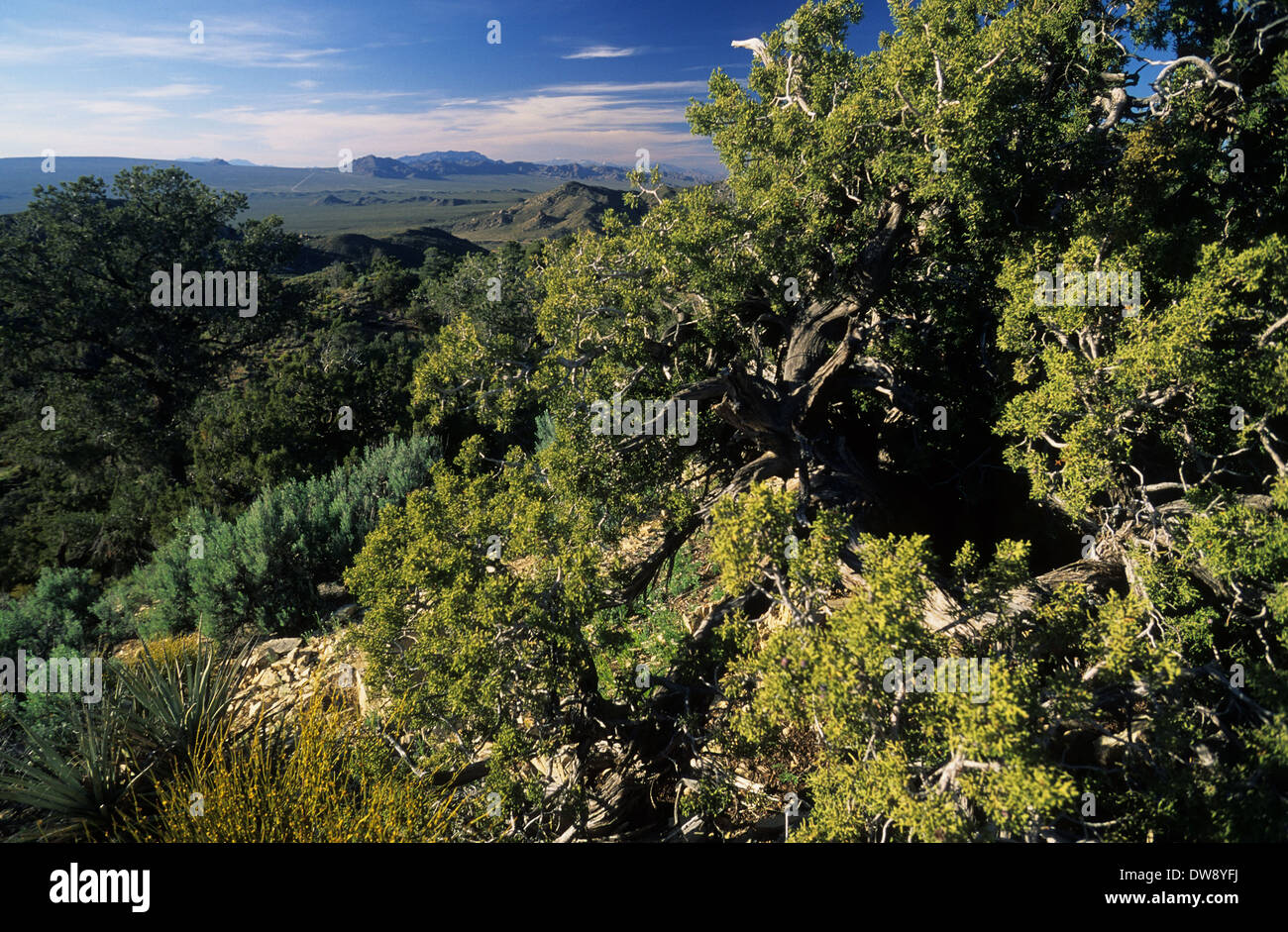 Elk248-2823 Californie, Mojave National Preserve, Midhills, vue de la Cima Dome, avec Juniper Banque D'Images