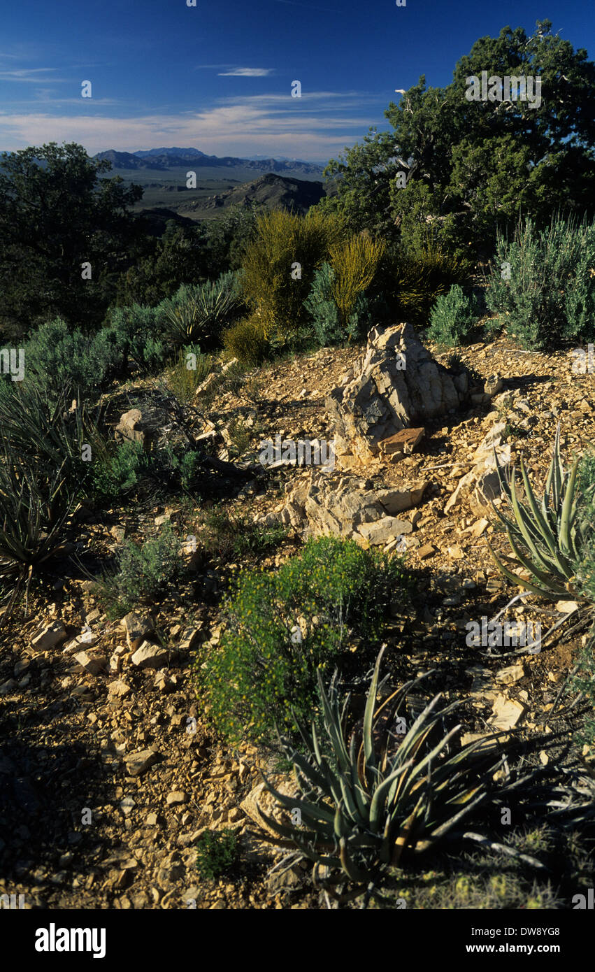 Elk248-2828v Californie, Mojave National Preserve, Midhills, vue de la Cima Dome Banque D'Images