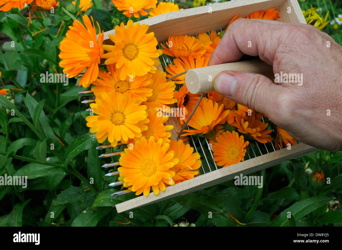 Marigold jardin Banque D'Images