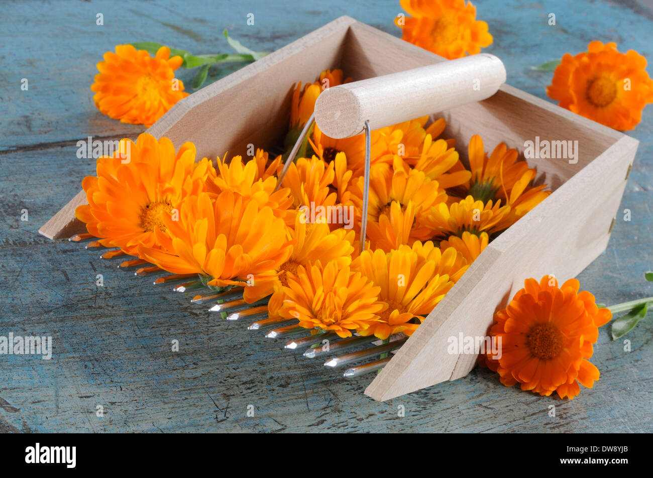 Marigold jardin Banque D'Images
