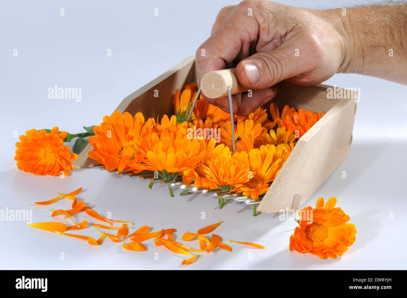 Marigold jardin Banque D'Images