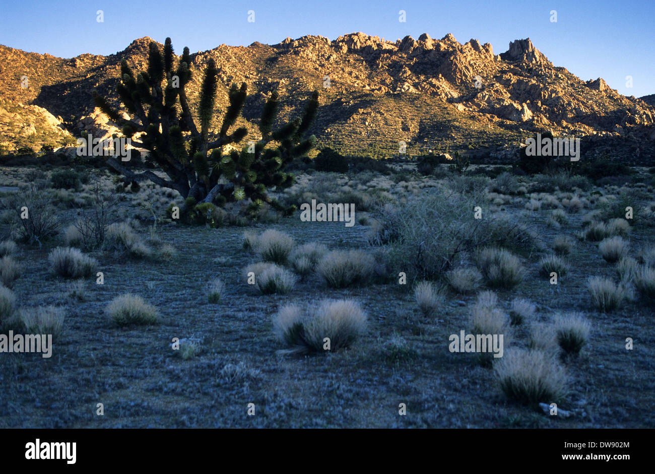 Elk248-2875 Californie, Mojave National Preserve, Caruthers Canyon Banque D'Images
