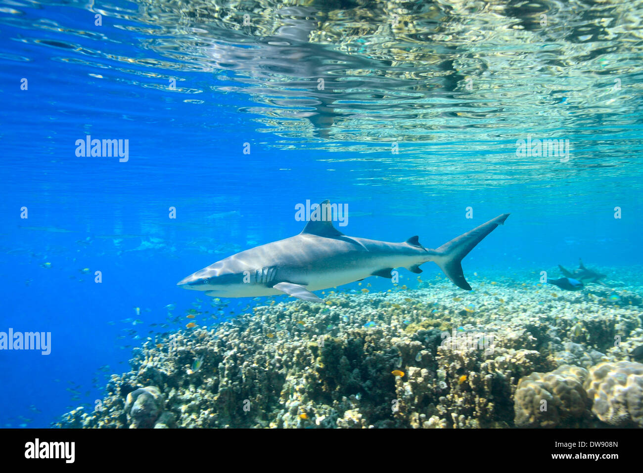 Requin gris de récif, Carcharhinus amblyrhynchos, natation sur les récifs coralliens par des réflexions sur la surface. Banque D'Images