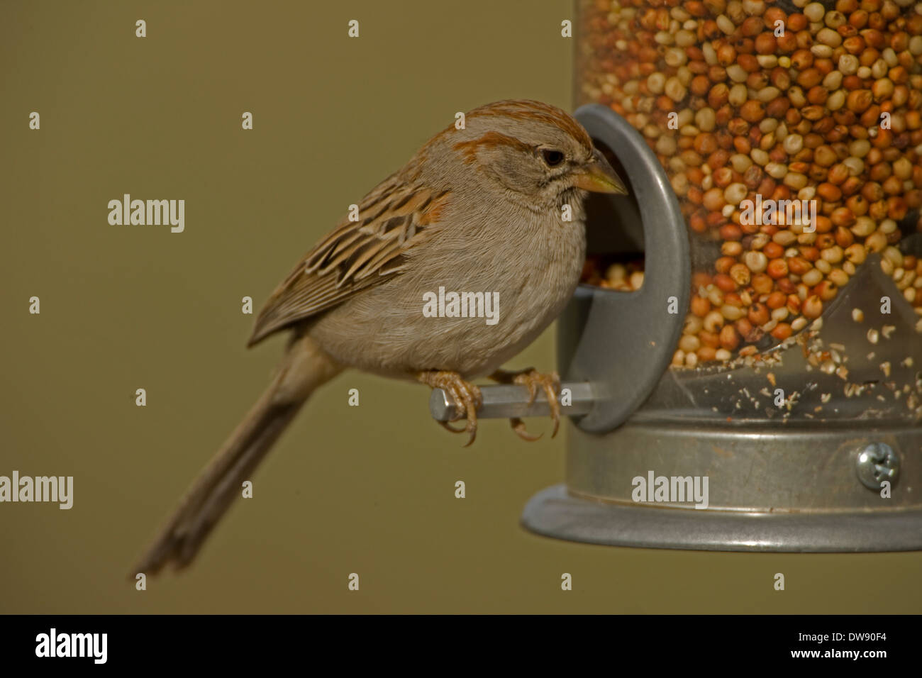 Bruant à winged Sparrow, Peucaea carpalis, Arizona Banque D'Images