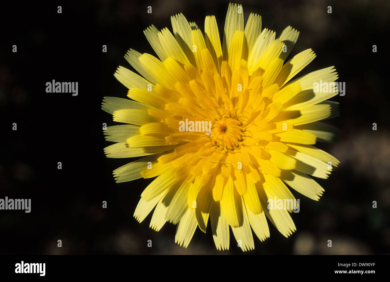 Elk248-2962 Californie, Mojave National Preserve, Desert Dandelion Banque D'Images