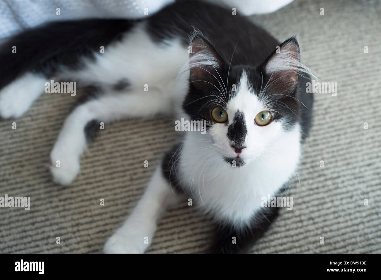 De longs cheveux noir et blanc chat domestique avec balle de tennis miniature toy looking at camera Banque D'Images