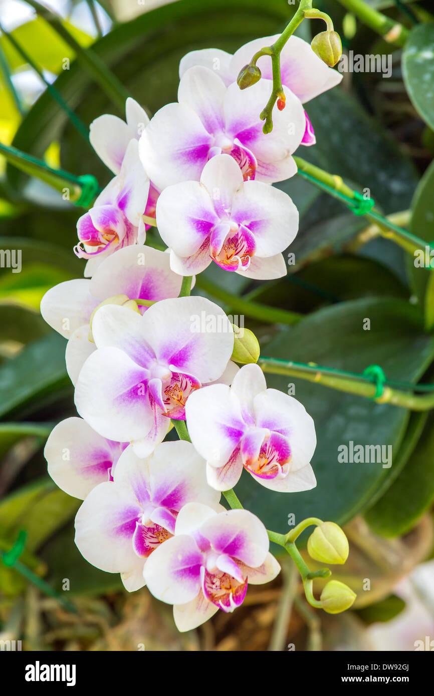 Belles fleurs orchidées roses et blanches Banque D'Images