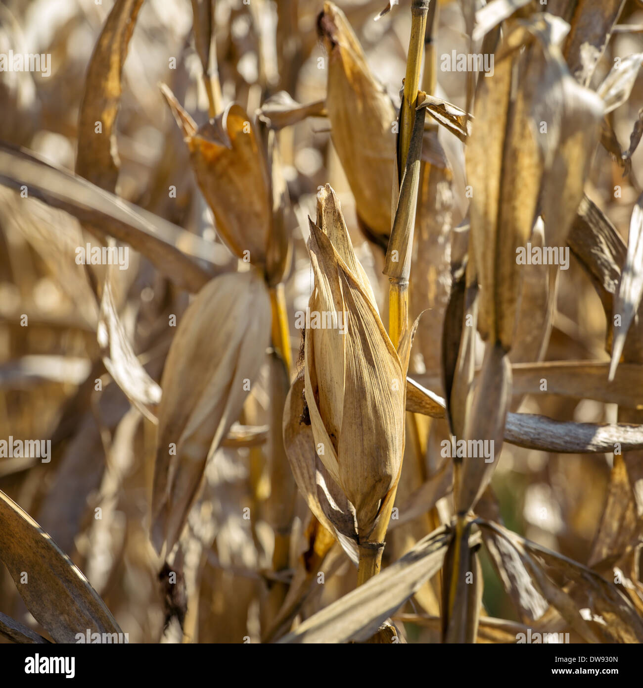 Les plantes de maïs sec contre le ciel bleu Banque D'Images