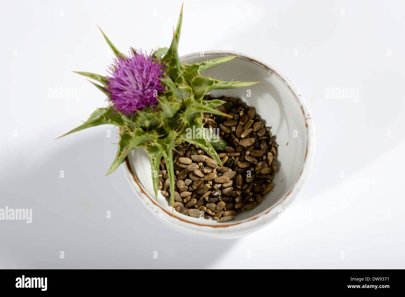 Le chardon-Marie Banque D'Images