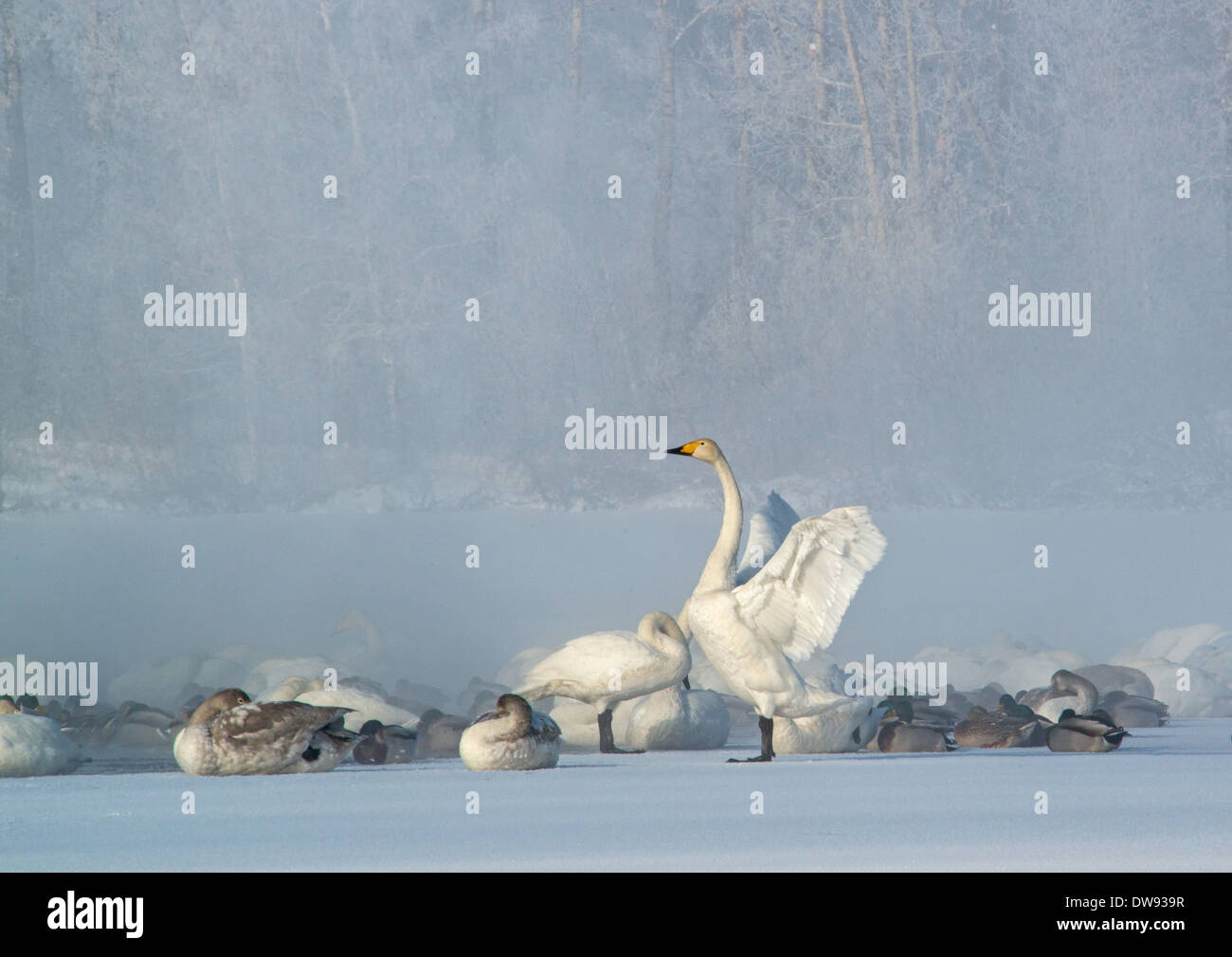 L'hivernage des Cygnes de l'Altaï Sibérie Russie Banque D'Images