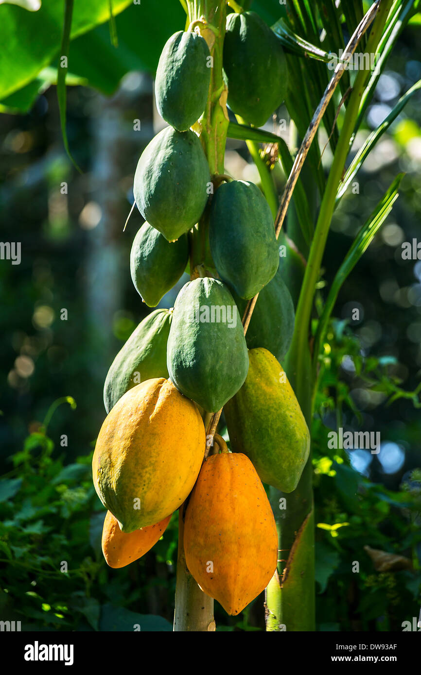 Les papayes vertes et jaunes qui poussent sur un arbre Banque D'Images
