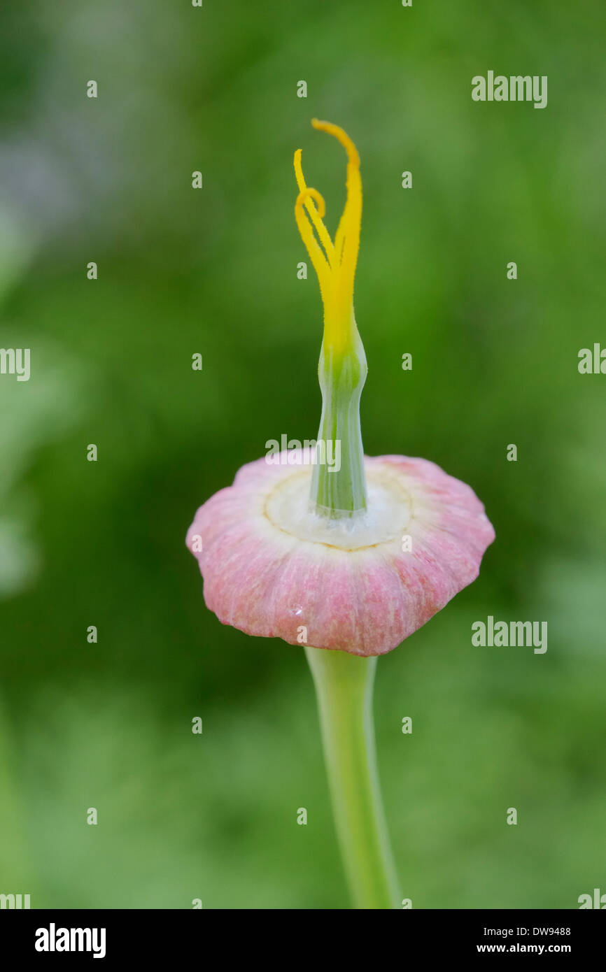 Eschscholzia mexicana Pavot Cornu seedhead, californien, Pays de Galles, Royaume-Uni. Banque D'Images