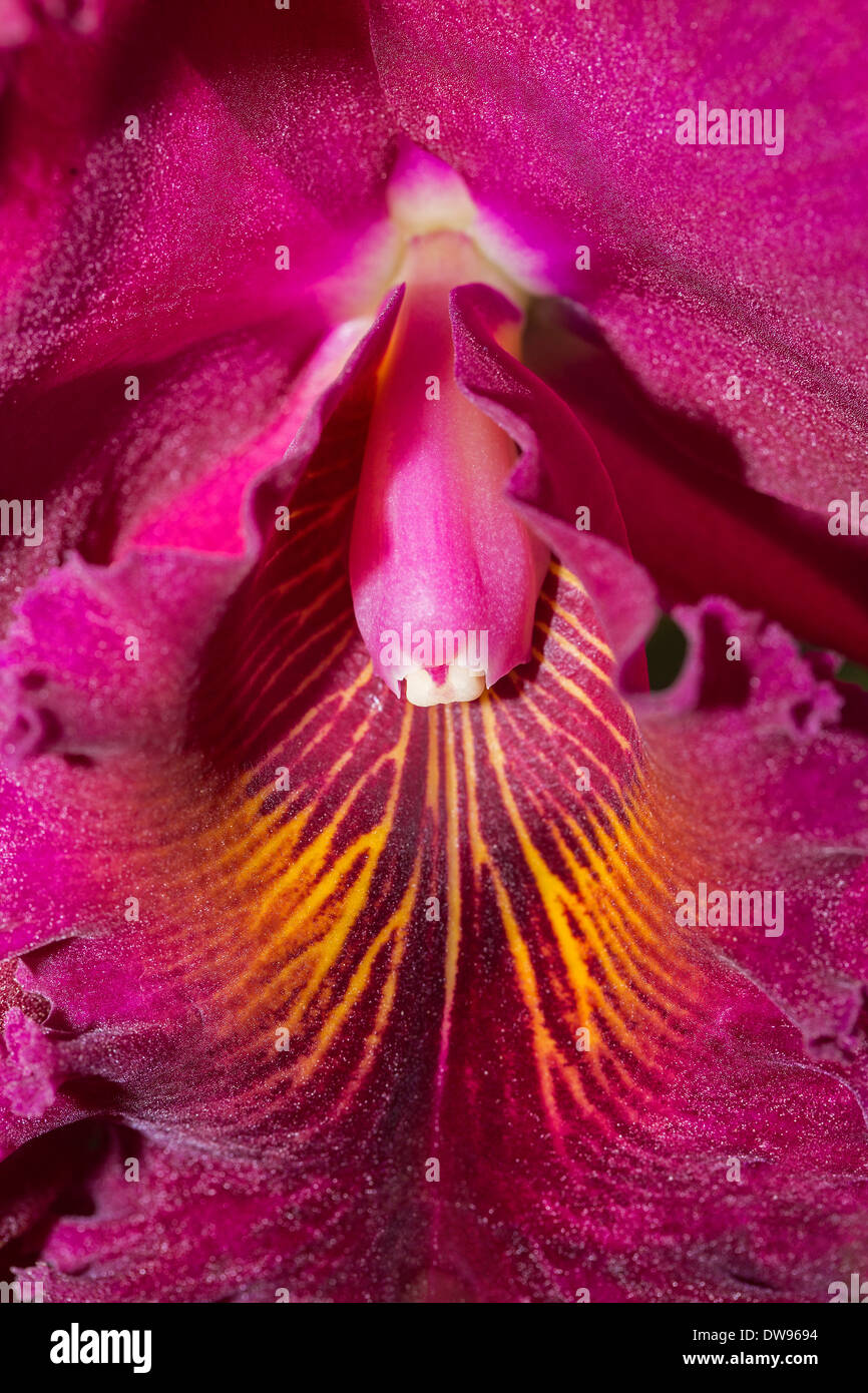 Orchidée Cattleya, hybride, la province de Chiang Mai, Thaïlande Banque D'Images