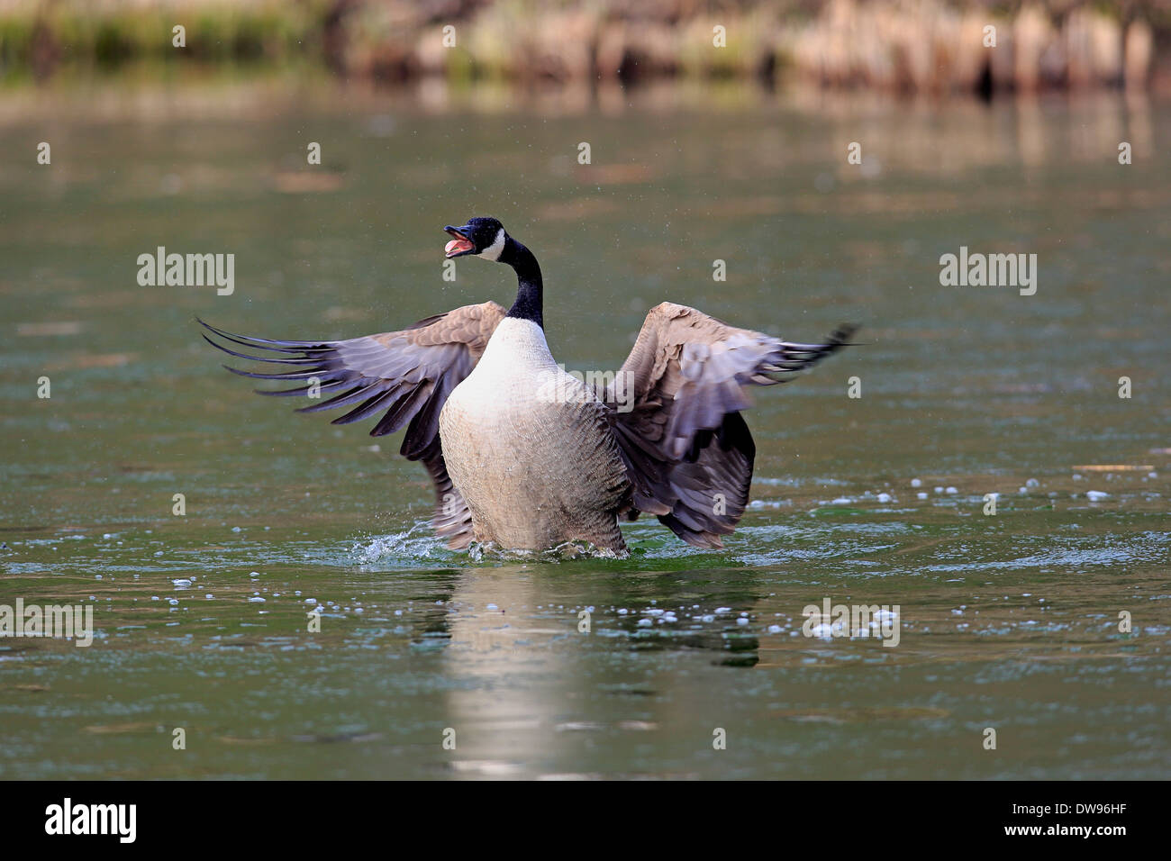 Bernache du Canada (Branta canadensis), adulte, les ailes battantes, Luisenpark, Mannheim, Bade-Wurtemberg, Allemagne Banque D'Images